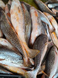Powa Fish (1-2kg) 850/- kg