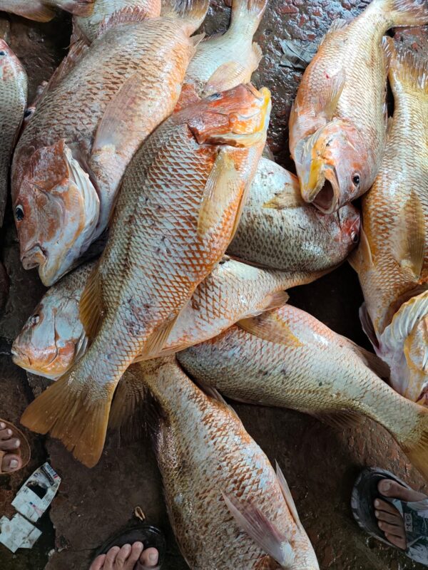 Redsnaper (Red Koral) 2-8,9kg