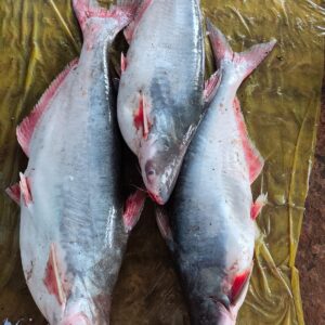 Sea Pangash (2-9,10kg)