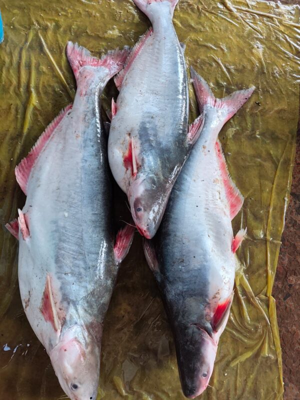 Sea Pangash (2-9,10kg)