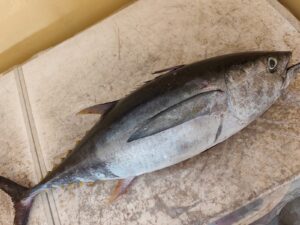 Tuna (2-5,6kg) 600/- kg