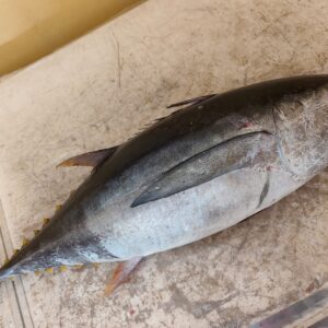 Tuna (2-5,6kg)