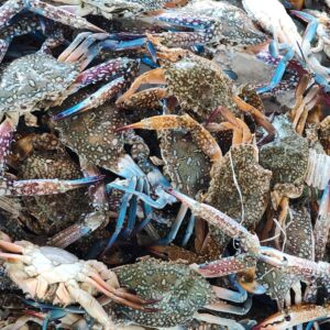 Crab (3-4pcs/kg)
