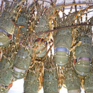 Lobster (2pcs)
