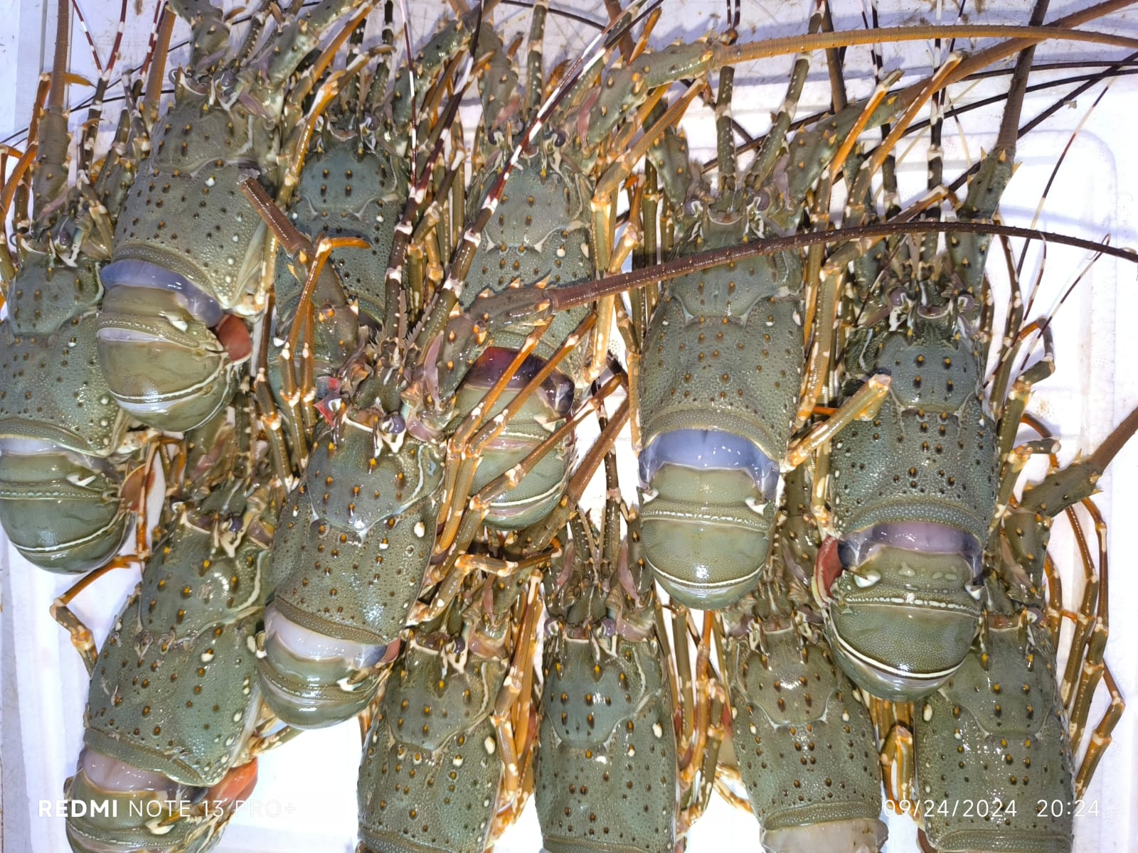 Lobster