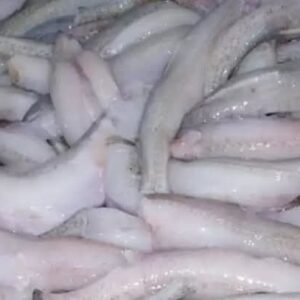 Squide Meat 1kg
