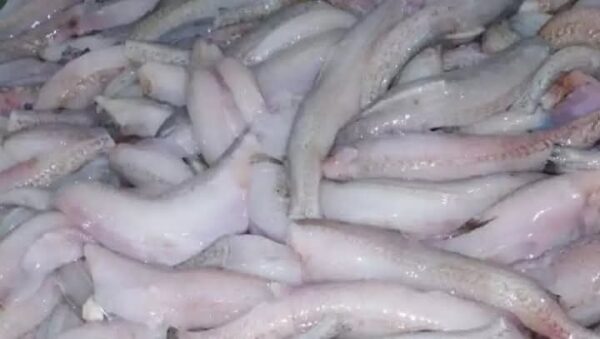 Squide Meat 1kg