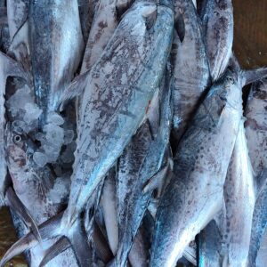 Spanish Makeral (Surma) (2-6pcs) kg