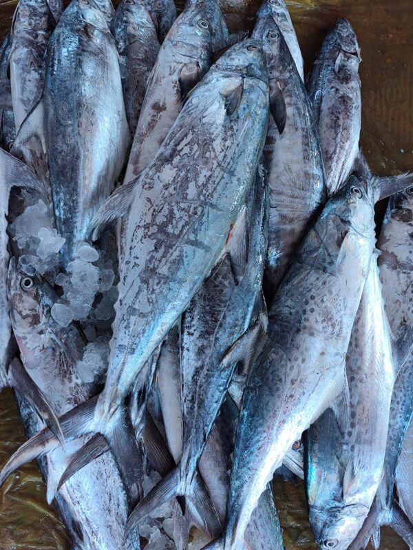 Spanish Makeral (Surma) (2-6pcs) kg
