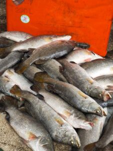 White Koral/ Datina Koral (2-8,9kg) 1250/- kg
