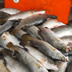 White Koral/ Datina Koral (2-8,9kg)
