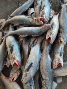White Salmon (2-5,6kg) 950/- kg